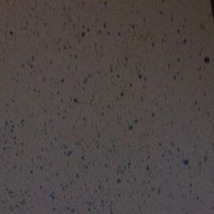 Meet your Posher, Ivy